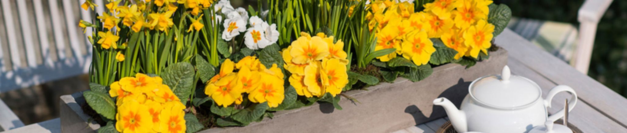 Gartenkalender Februar 2016