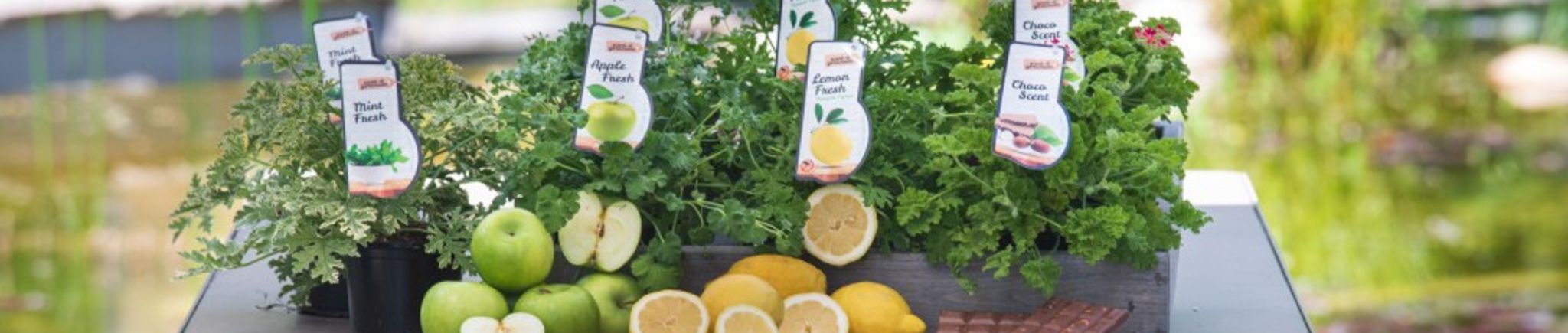 DIY-Tipp des Monats August