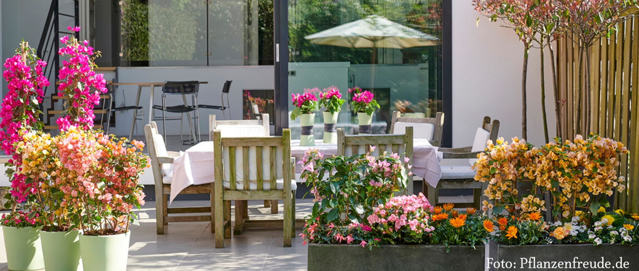 Gartenpflanze des Monats April 2018