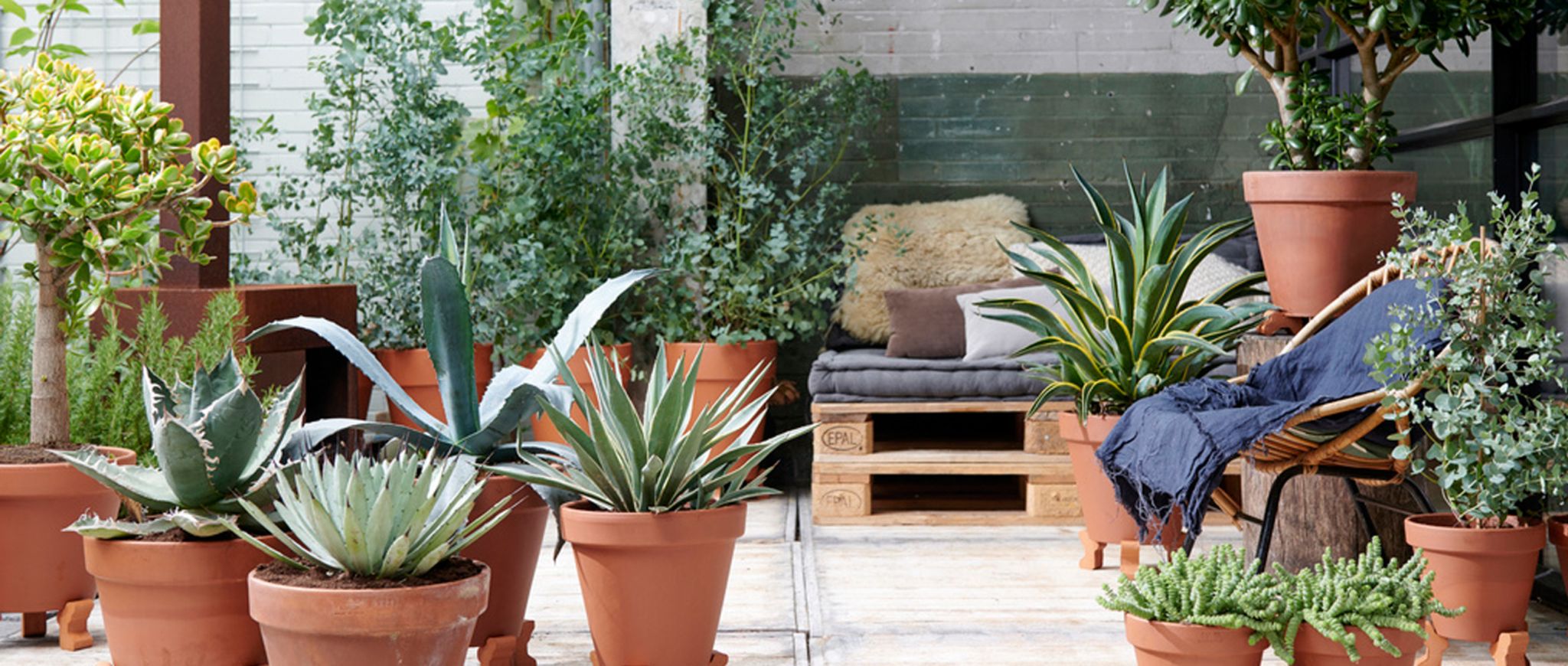 Gartenpflanze des Monats August 2019