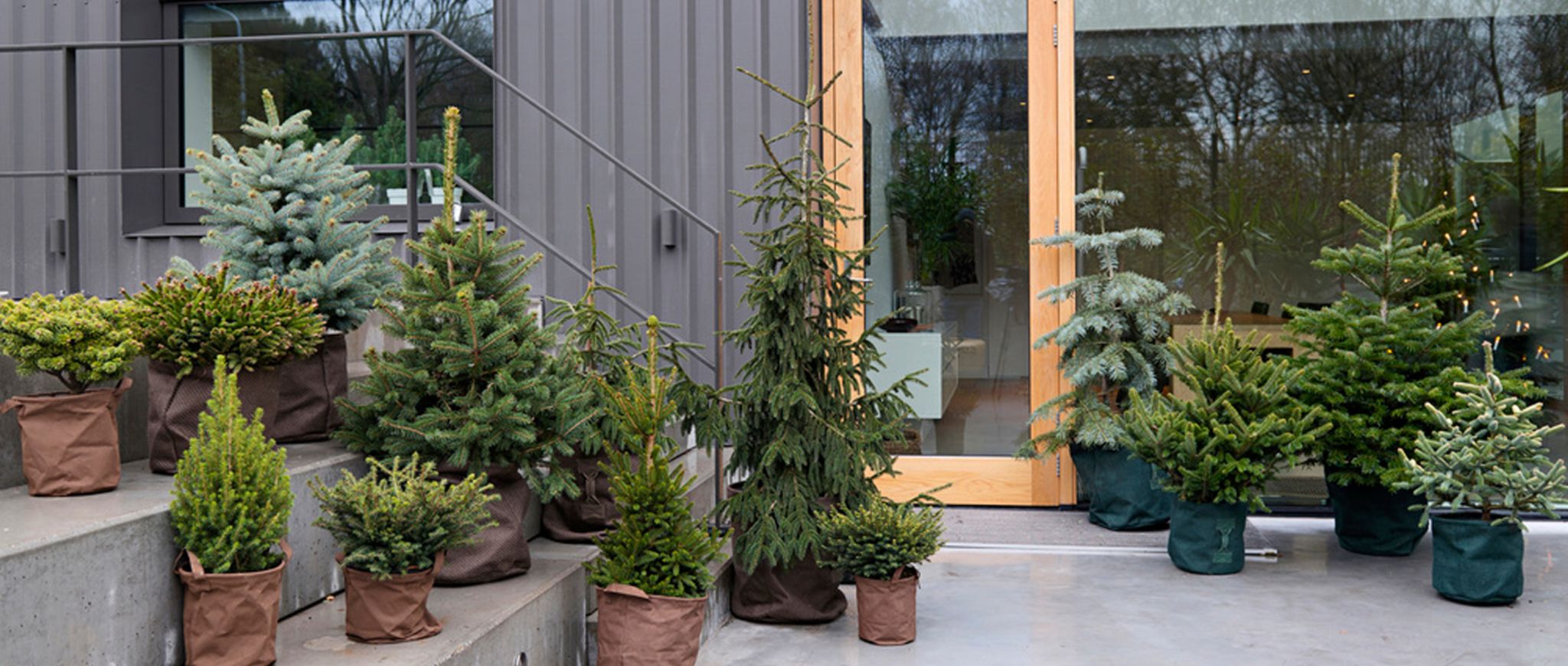 Gartenpflanze des Monats Dezember 2019