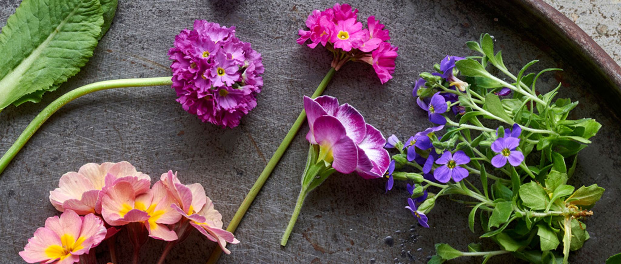 Gartenpflanze des Monats Februar 2019