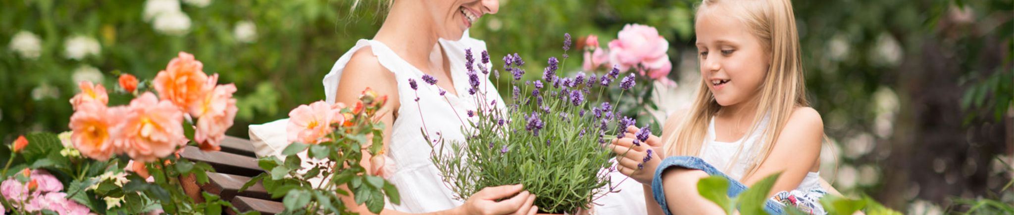 Gartenkalender August 2017