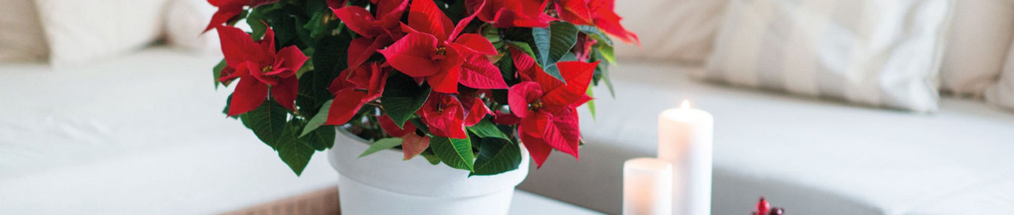 Gartenkalender Dezember 2017