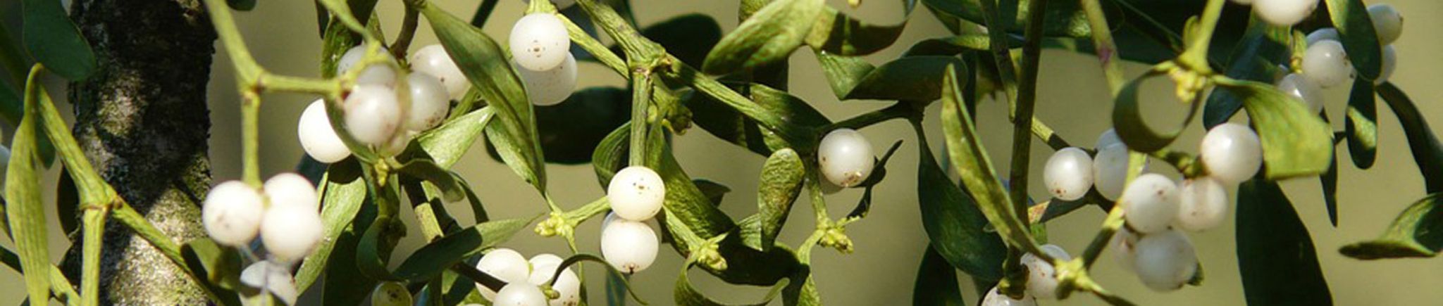 Gartenkalender Dezember 2018