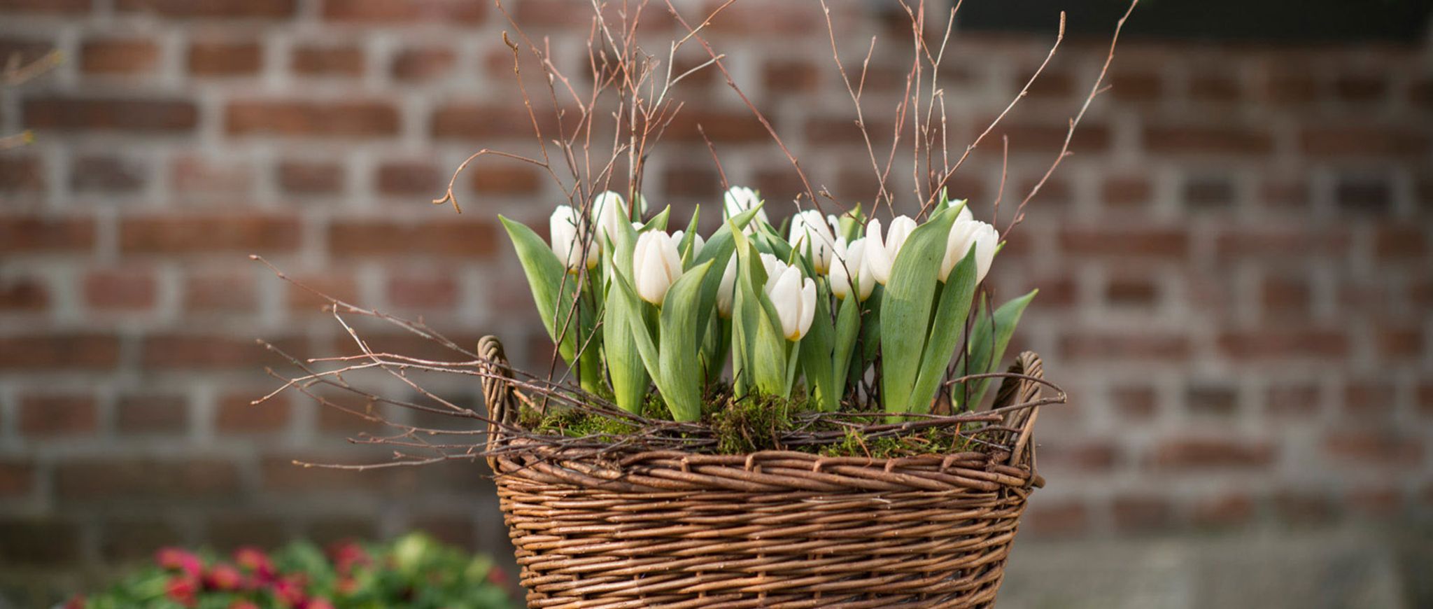 Gartenkalender Februar 2017