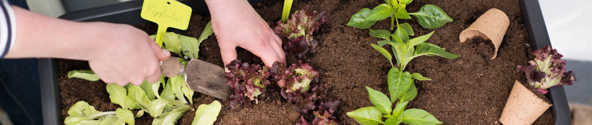 Gartenkalender März 2017