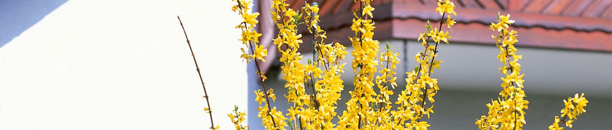 Gartenkalender Mai 2019