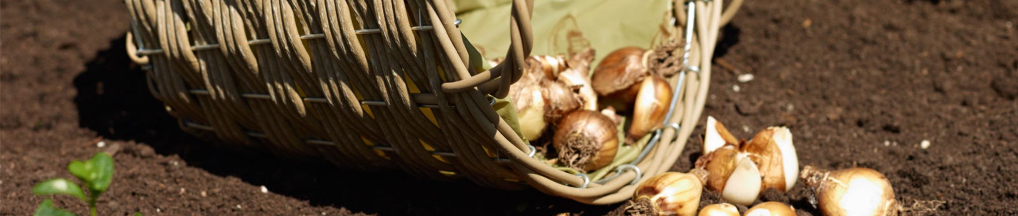 Gartenkalender November 2017