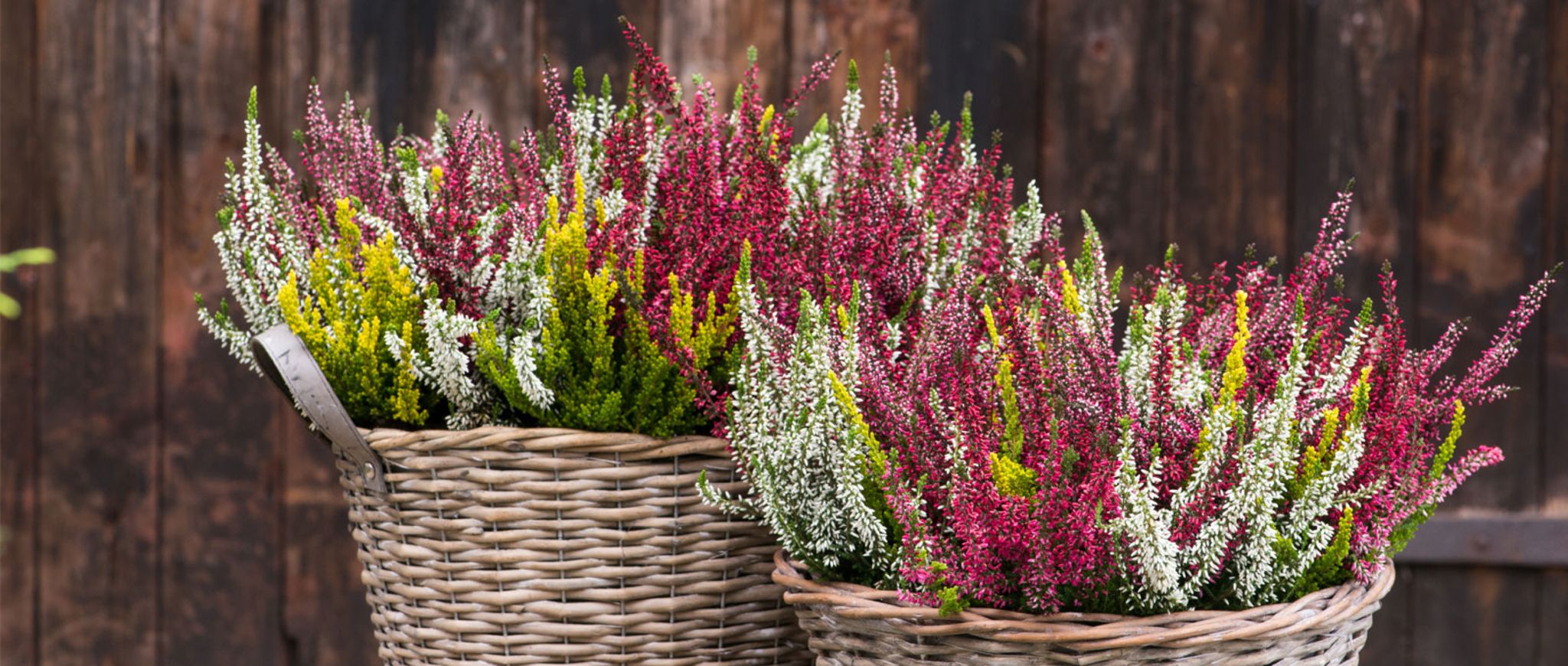Gartenpflanze des Monats Oktober 2018
