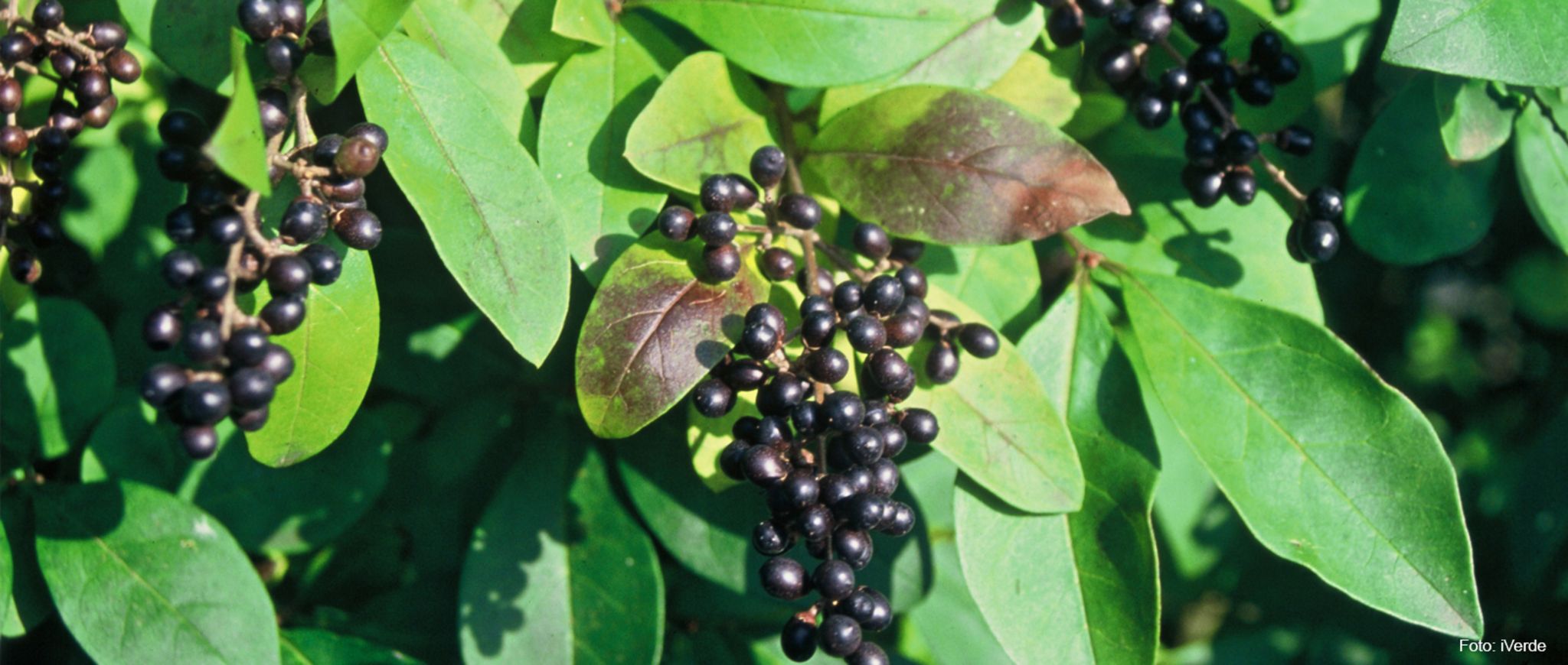 Grüner Daumen Tipp September 2019