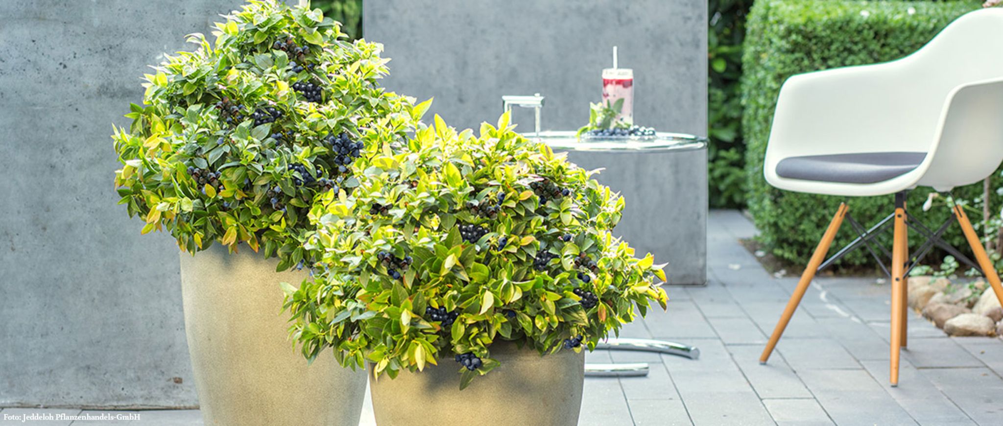 Grüner Daumen Tipp August 2018