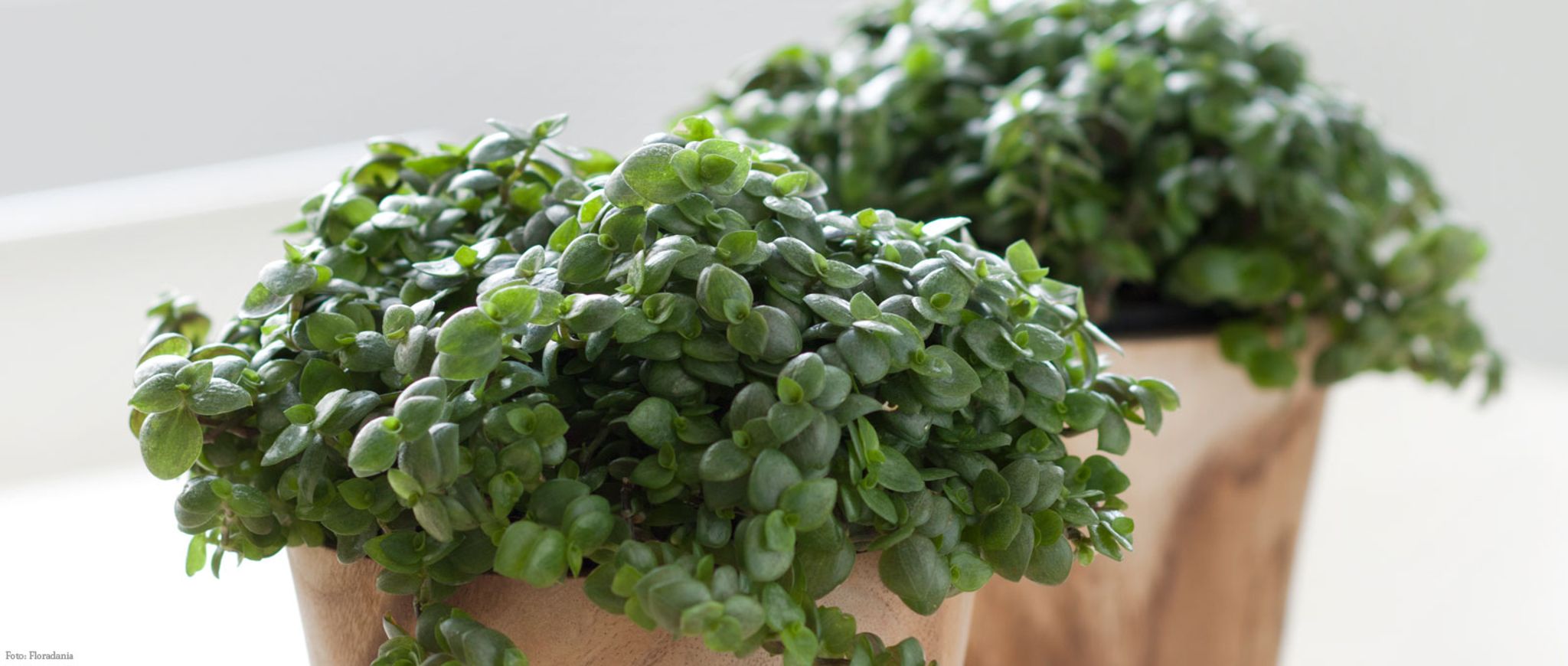 Grüner Daumen Tipp Dezember 2018