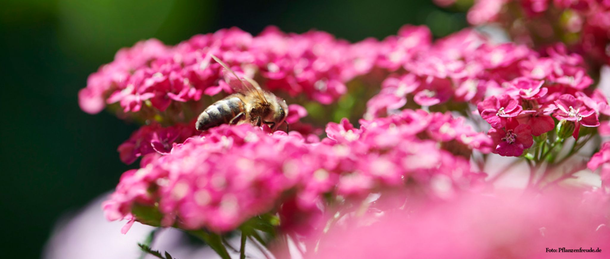 Gartenpflanze des Monats Juli 2019