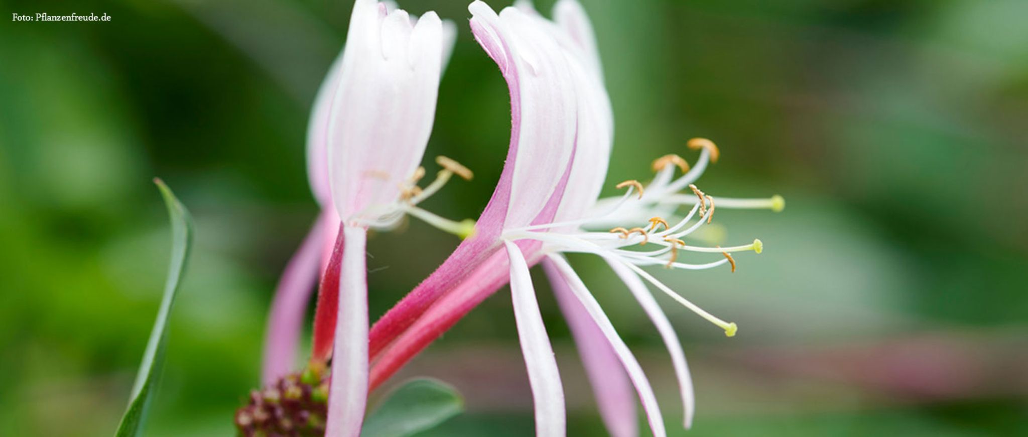 Gartenpflanze des Monats Juni 2019