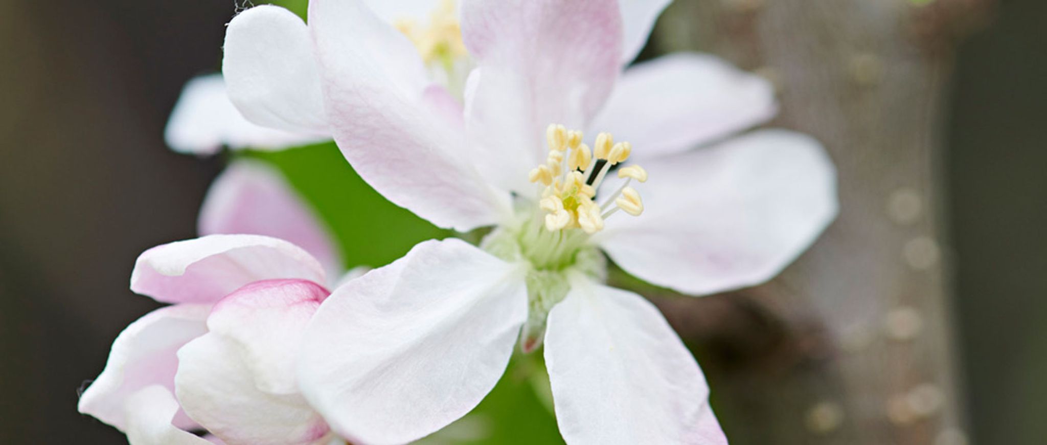 Gartenpflanze des Monats März 2019