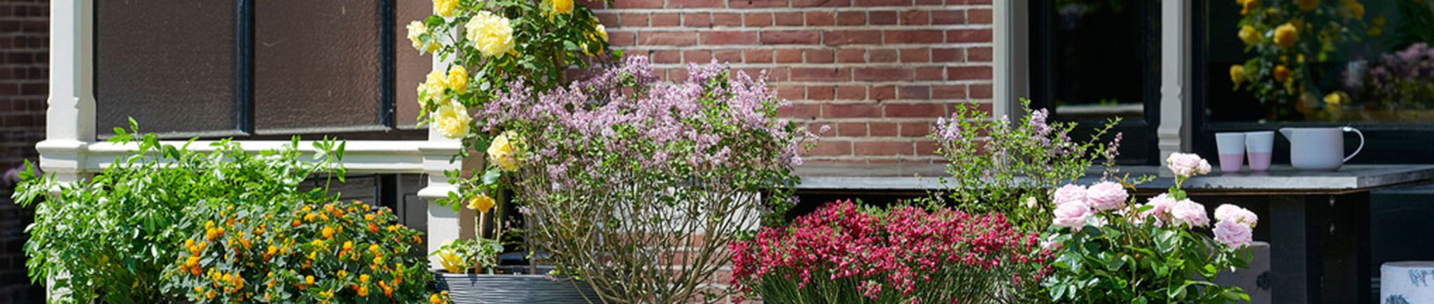 Gartenpflanze des Monats Mai 2018