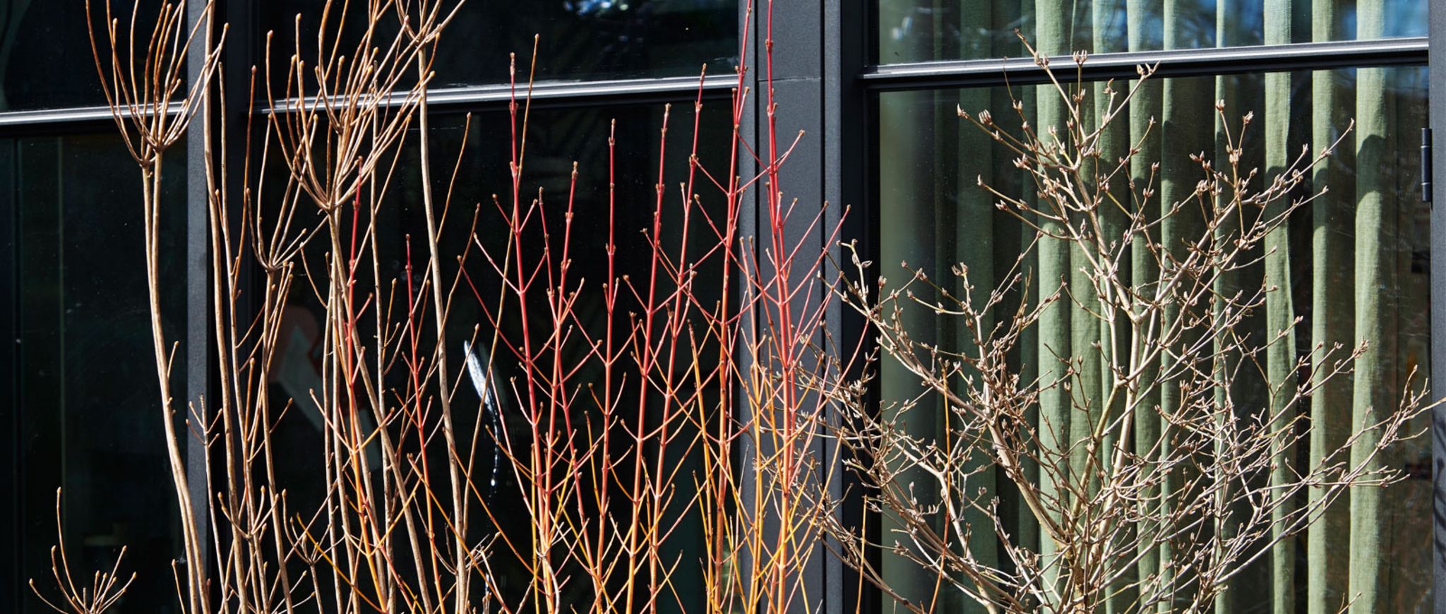 Gartenpflanze des Monats Januar 2019