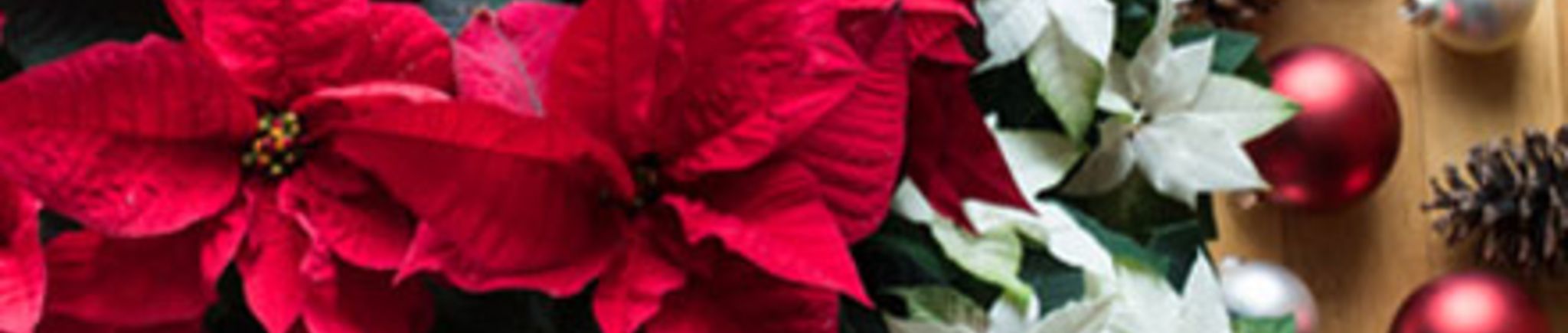 Gartenkalender Dezember 2019