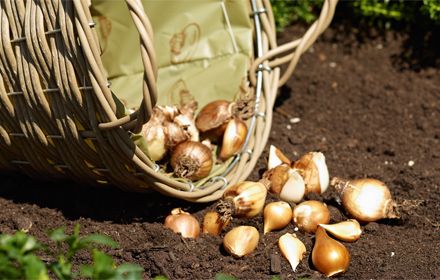 Gartenkalender November 2017